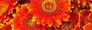 Fototapeta Dimex KI-180-059 Gerbera 180 x 60 cm