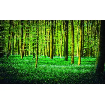 Fototapeta Fototapeta Green forest papír 254 x 184 cm