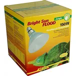 Lucky Reptile Bright Sun Flood Jungle