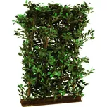 EuroPalms Fikus živý plot 130 x 90 cm