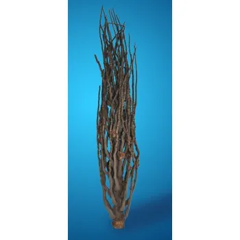 Kokosové okvětní stonky