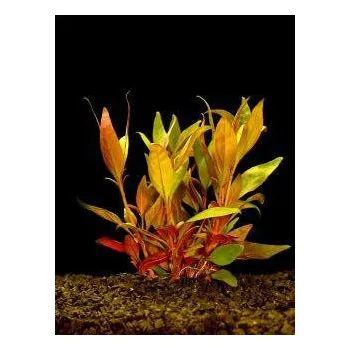 Akvarijní rostlina Alternanthera lilacina - Plevuňka liláková (balení - koš)