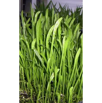 Akvarijní rostlina Lilaeopsis carolinensis - Liliovníček karolínský (Balení - koš)