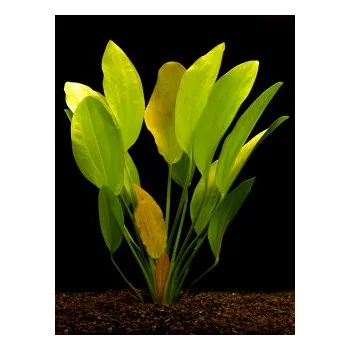 Akvarijní rostlina Echinodorus rosaefolius - Šípatkovec rosaefolius (balení - koš)