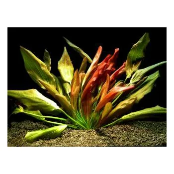 Akvarijní rostlina Echinodorus Beauty Red - Šípatkovec pěkně červený (balení - koš)