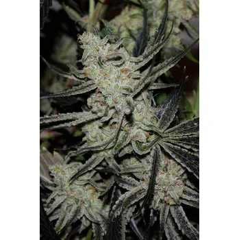 Semeno TGA Subcool Chernobyl Regular 50 ks