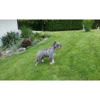 Venkovní dlažba Zatravňovací pletivo na chodníky a dočasné stání - Zelená / 2 m x 10 m