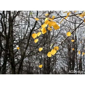 Fototapeta Fototapeta vliesová žluté listy 360 x 270cm AG Design FTN XXL 0317 1034