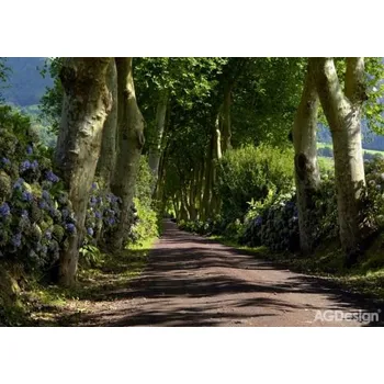 Fototapeta Fototapeta álej 360x254cm FTS1303