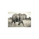 Fototapety Elephant-slon Komar XXL4-529 rozměr 368 cm x 248 cm