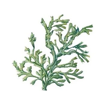 Koření Chaluha bublinatá 100g