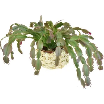 Květináč Vingo Květináč kulatý z kukuřičného šustí s igelitovou vložkou - 10 x 9 cm