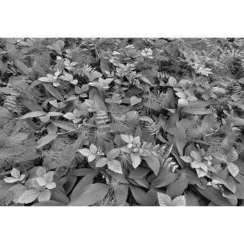 Fototapeta KOMR 419-8 Fototapeta Komar Forest Floor 368x254 cm