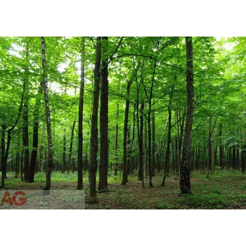 Fototapeta Fototapeta na zeď čtyřdílná FTS 1324 forest, velikost 360 x 254 cm