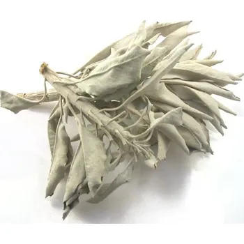 Šalvěj bílá (Salvia apiana)