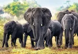 Trefl Afričtí sloni 1000 dílků
