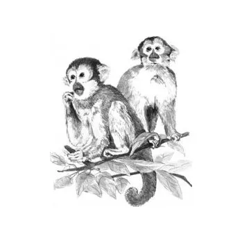 Malování podle čísel SKICOVACÍMI TUŽKAMI Opičky