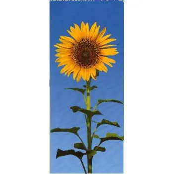 Fototapeta Wizard + Genius Dvoudílná obrazová tapeta Slunečnice 86 x 200cm, 2D ID 509, skladem poslední 1 ks!!!