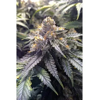 Semeno Humboldt Seed Organization Bubba's Gift 10 ks