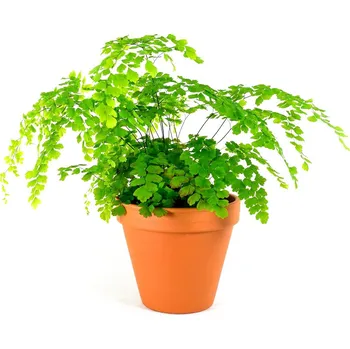 Gardners Adianthum mix, průměr 12-14 cm Netík