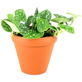 Gardners Scindapsus pictus Argyraeus, průměr 12 cm Scindapsus, šplhavník