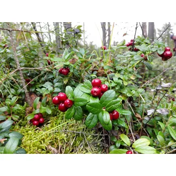 Vonný olej * WHITE TEE & CRANBERRY - Parfém bílý čaj & brusinka Množství: 10 ml