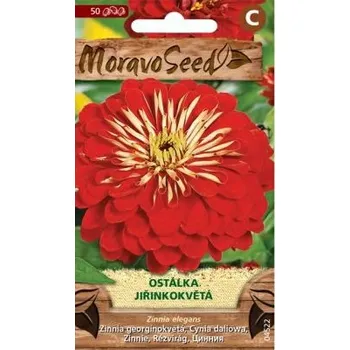 Semeno Moravoseed Ostálka jiřinkokvětá červená 50 ks
