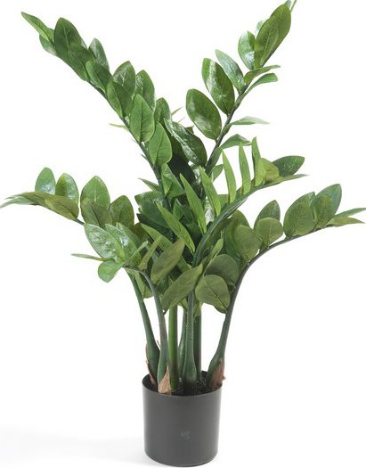 Umělá květina Zamiifolia - Zamioculcas, 70cm