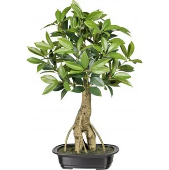 Bonsai Ligustrum 65 cm 1918602-50