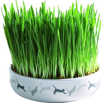 Pamlsek pro kočku Trixie keramická miska na trávu pro kočky 15 x 4 cm + 50 g travní semeno