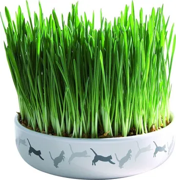 Pamlsek pro kočku Trixie keramická miska na trávu pro kočky 15 x 4 cm + 50 g travní semeno