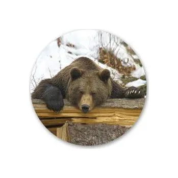 e‑myslivost.cz Pivní tácek s mysliveckým motivem - Motiv Medvěd