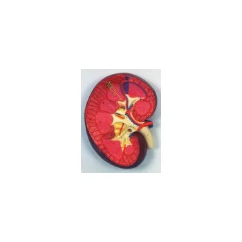 Řez ledvinou - trojnásobné zvětšení