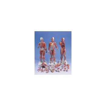Model svalové anatomie - žena - 21 částí - DOPRODEJ