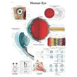 Schéma - lidské oko - AJ - 50x67 cm Lamino