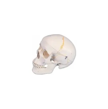 Lebka klasická očíslovaná - 3 části