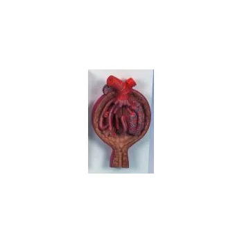 Malpighiho tělíska v ledvině - 700x zvětšené