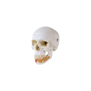 Lebka dentální s otevřenou spodní čelistí - 3 části