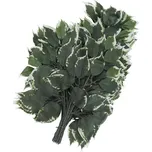 Euro Palms fíkus větvičky 12 ks