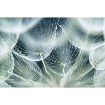 Fototapeta Dimex MS-5-0123 Detail pampelišky 375 x 250 cm