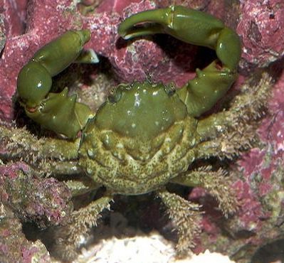 Mithraculus sculptus