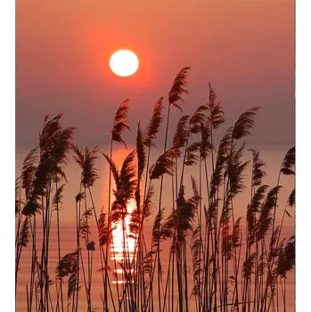 DIMEX MS-3-0187 225 x 250 cm, rákos na jezeře