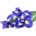 DIMEX MS-5-0149 375 x 250 cm kosatec