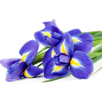 Fototapeta DIMEX MS-5-0149 375 x 250 cm kosatec