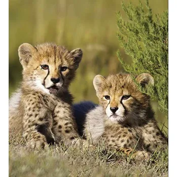 DIMEX MS-3-0187 225 x 250 cm, gepardi