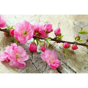 Fototapeta Dimex MS-5-0109 375 x 250 cm