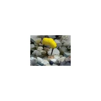 Návnadová surovina KAPRPRO REVOLUCE NA HÁČEK 30g KUKUŘICE 30g 30g