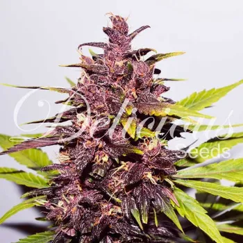 Semeno Delicious Dark Purple Auto Balení: 3ks
