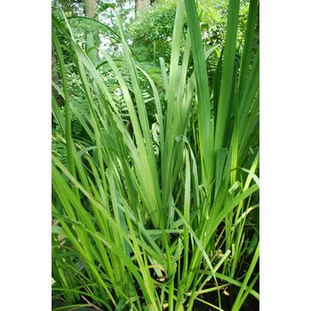 Sazenice TSUGA Puškvorec obecný Acorus calamus zelená