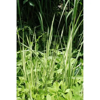 Sazenice TSUGA Puškvorec obecný Acorus calamus panašovaný